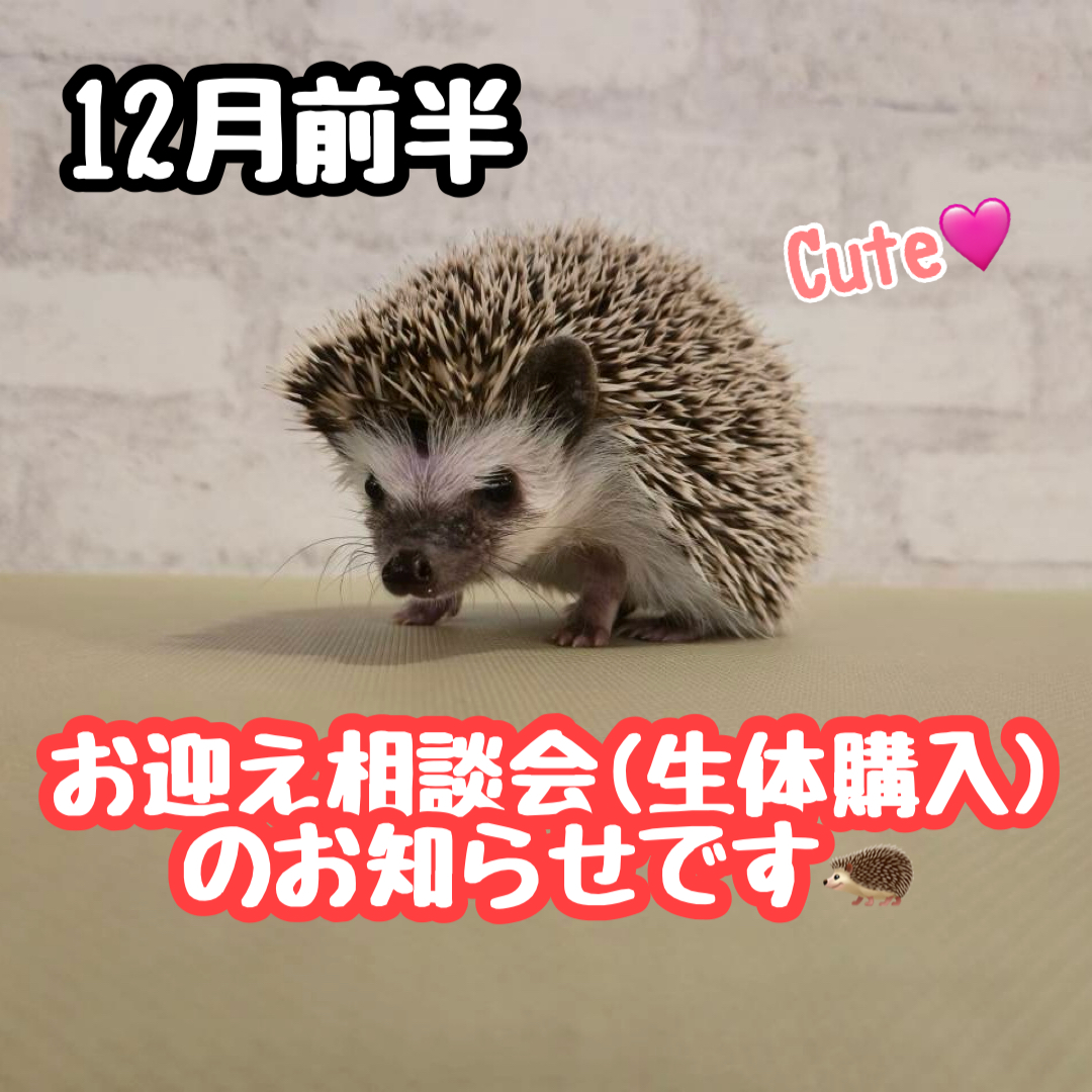 Hanami (@hanami0620) / Posts / X