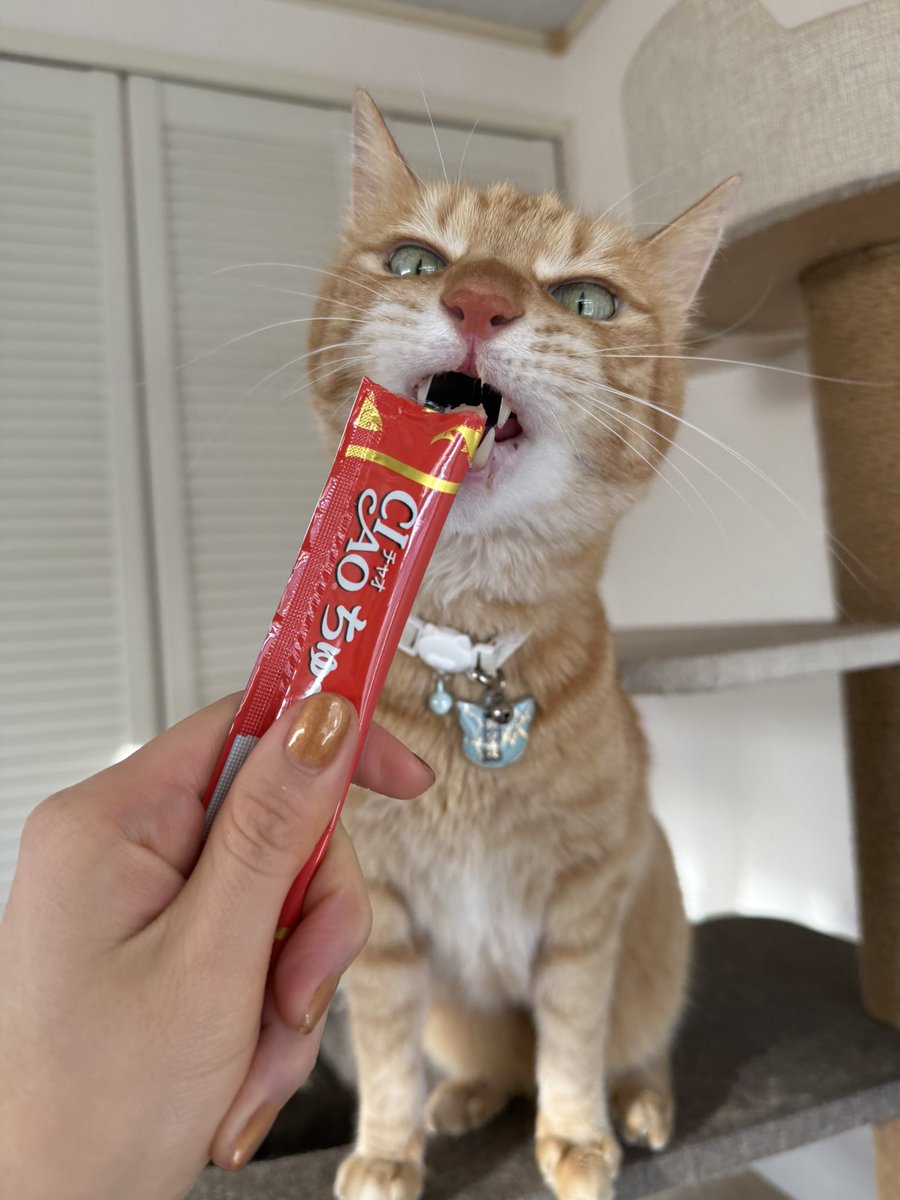 バロン🐈🐾 tweet media