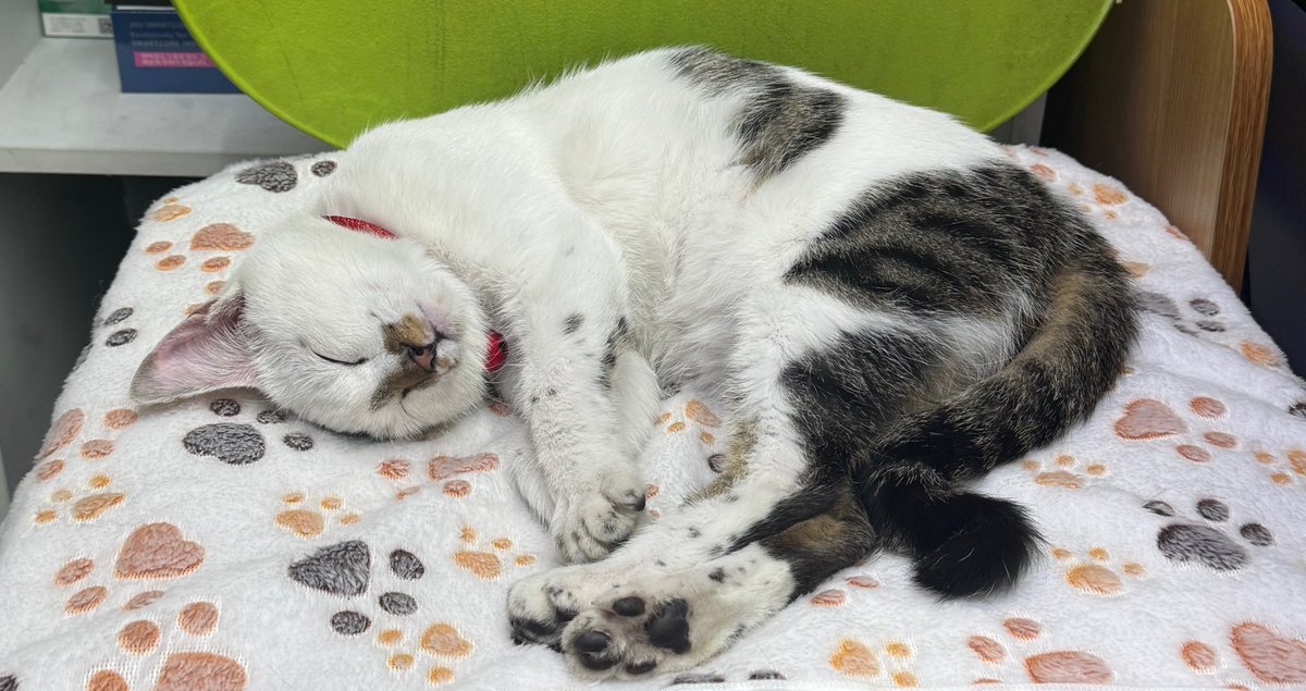 msgm486's tweet image. 나도 이젠 고양이 있지롱 🐱🐱