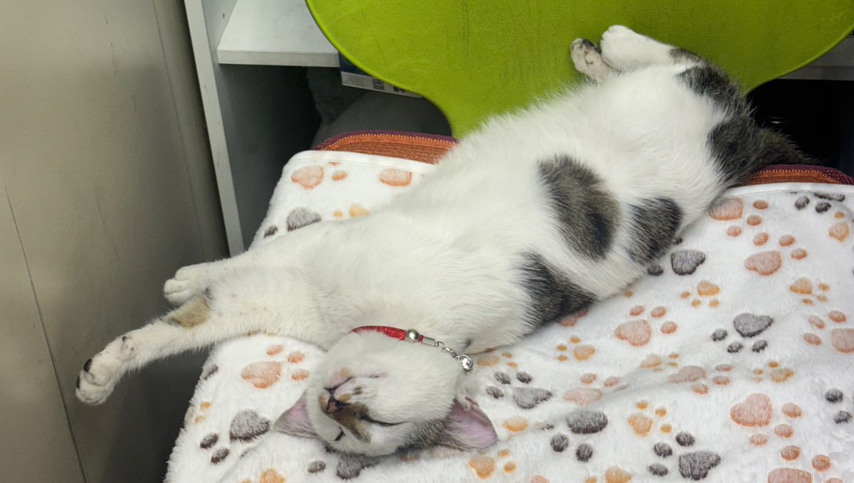 msgm486's tweet image. 나도 이젠 고양이 있지롱 🐱🐱