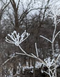 smartyrajesh513's tweet image. Winter may be harsh, but in scenes like this, it becomes pure poetry.
A reminder that even the coldest days can hold the most delicate beauty.
#WinterWonderland #FrostyMorning #Hoarfrost #WinterMagic #FrozenForest #WinterVibes #IceArt
#NaturePhotography #LandscapePhotography