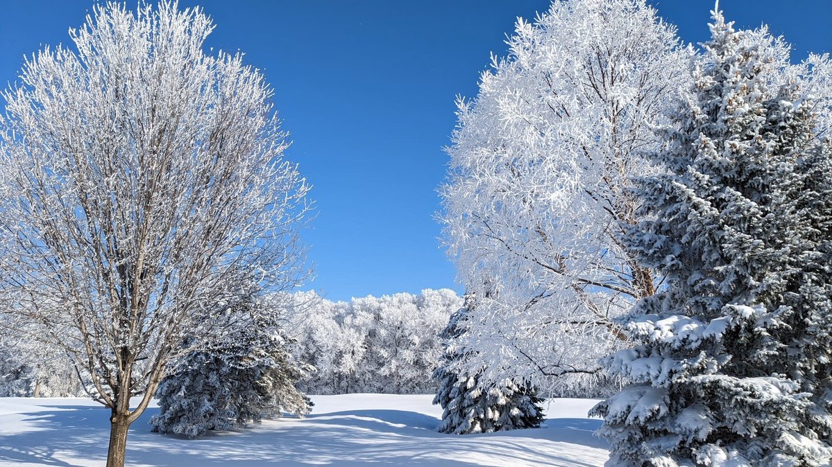smartyrajesh513's tweet image. Winter may be harsh, but in scenes like this, it becomes pure poetry.
A reminder that even the coldest days can hold the most delicate beauty.
#WinterWonderland #FrostyMorning #Hoarfrost #WinterMagic #FrozenForest #WinterVibes #IceArt
#NaturePhotography #LandscapePhotography