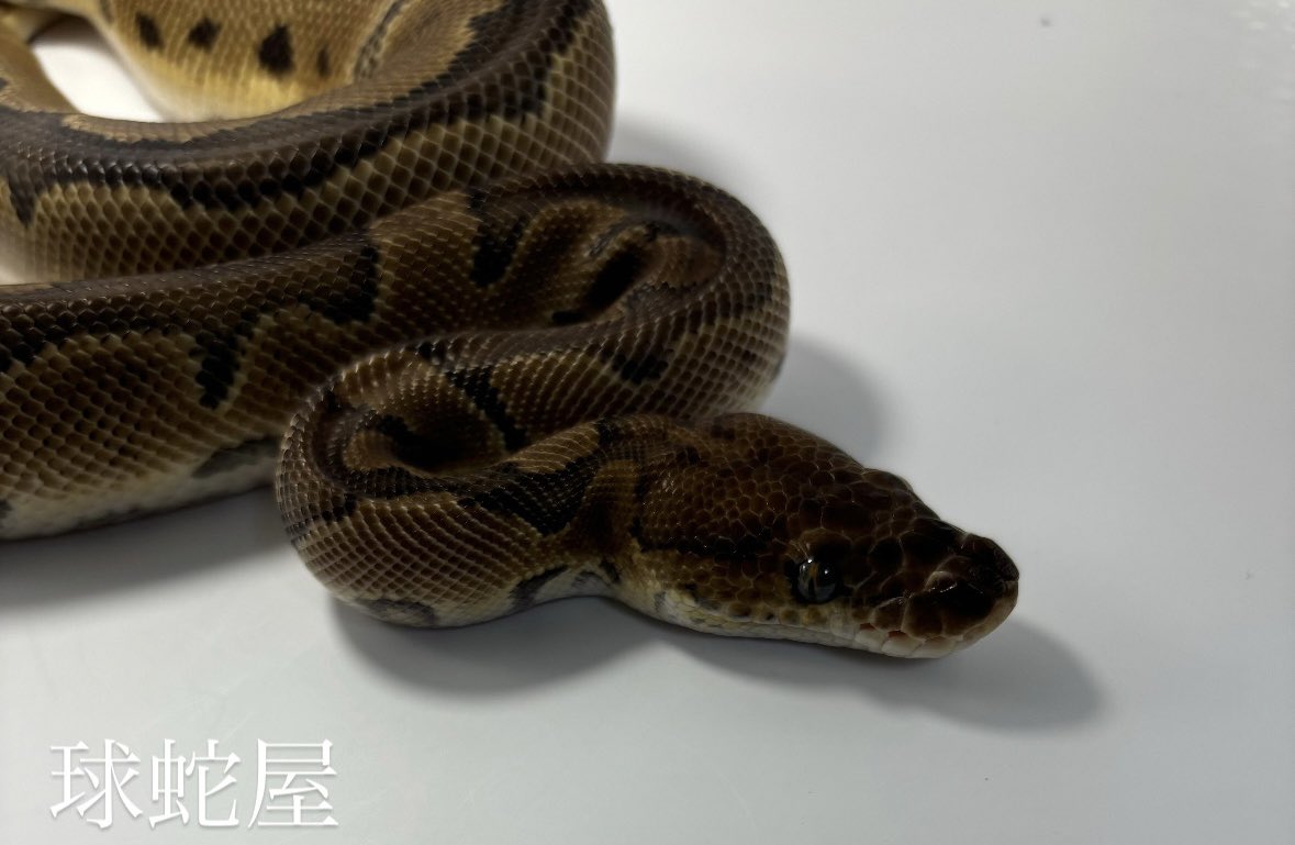 tamahebi_bp's tweet image. 【販売個体】
Mahogany Clown ♂
2023CB
¥68,000

即戦力オス！！
オスの戦力アップに👍
写真では少し暗めに写ってしまってます💦

#ボールパイソン
#ballpython
#爬虫類
#球蛇屋