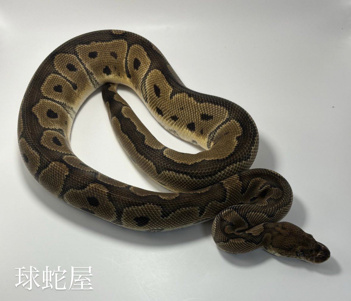 tamahebi_bp's tweet image. 【販売個体】
Mahogany Clown ♂
2023CB
¥68,000

即戦力オス！！
オスの戦力アップに👍
写真では少し暗めに写ってしまってます💦

#ボールパイソン
#ballpython
#爬虫類
#球蛇屋