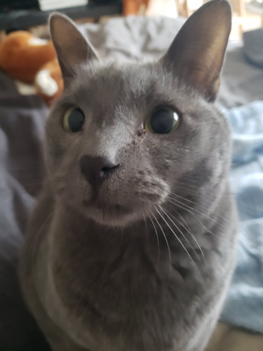 ✨FC Jean-Louis✨🐈‍⬛🍝 tweet media