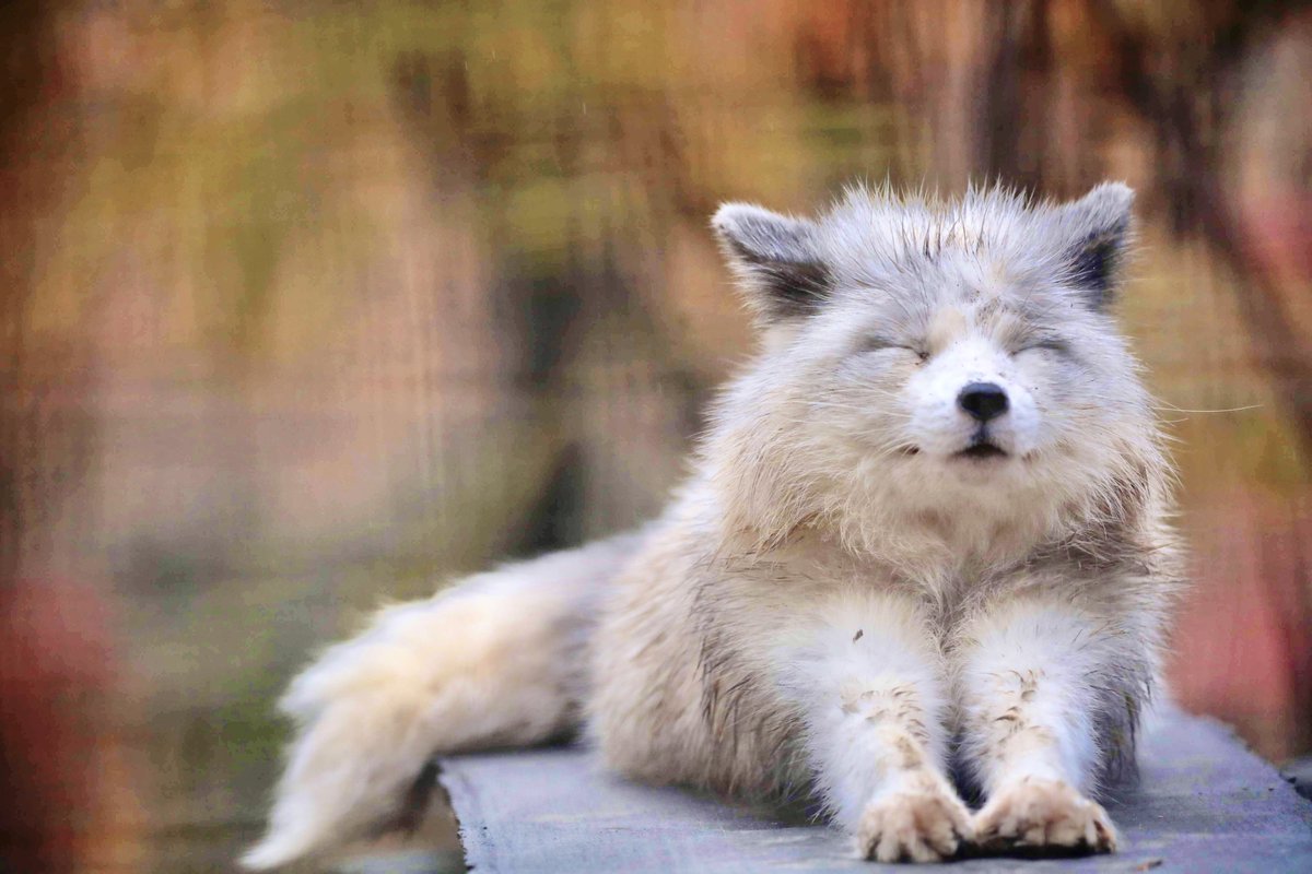 狐仙人乃弟子 トコノ オルタ (@ttt_zegu952) on Twitter photo 