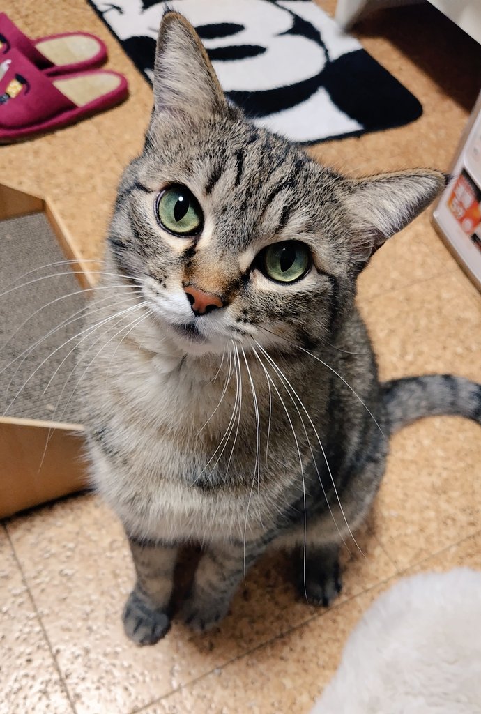 cat_56chan's tweet image. いくつになってもトイレした後にちっち出て偉いねと褒めてしまう