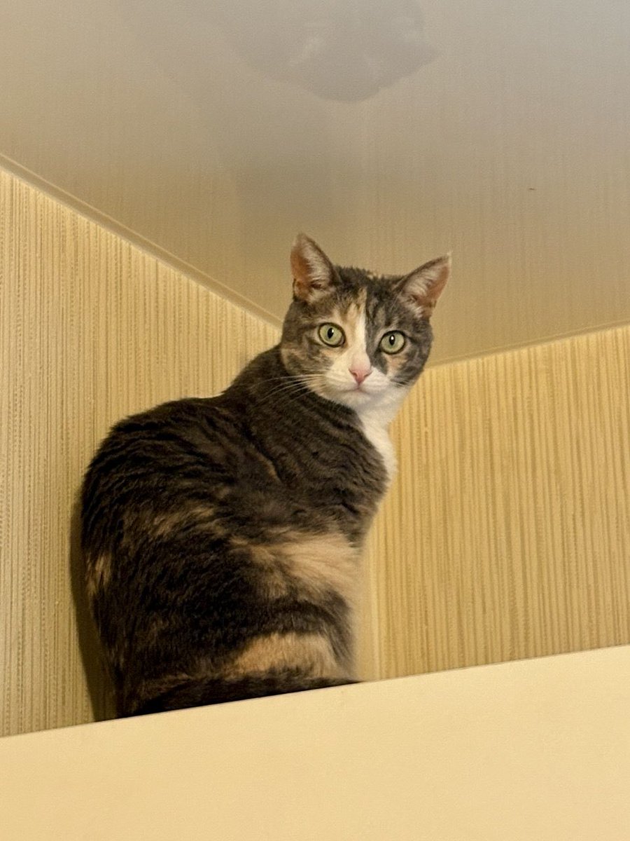 подписчики, кошка свинья!