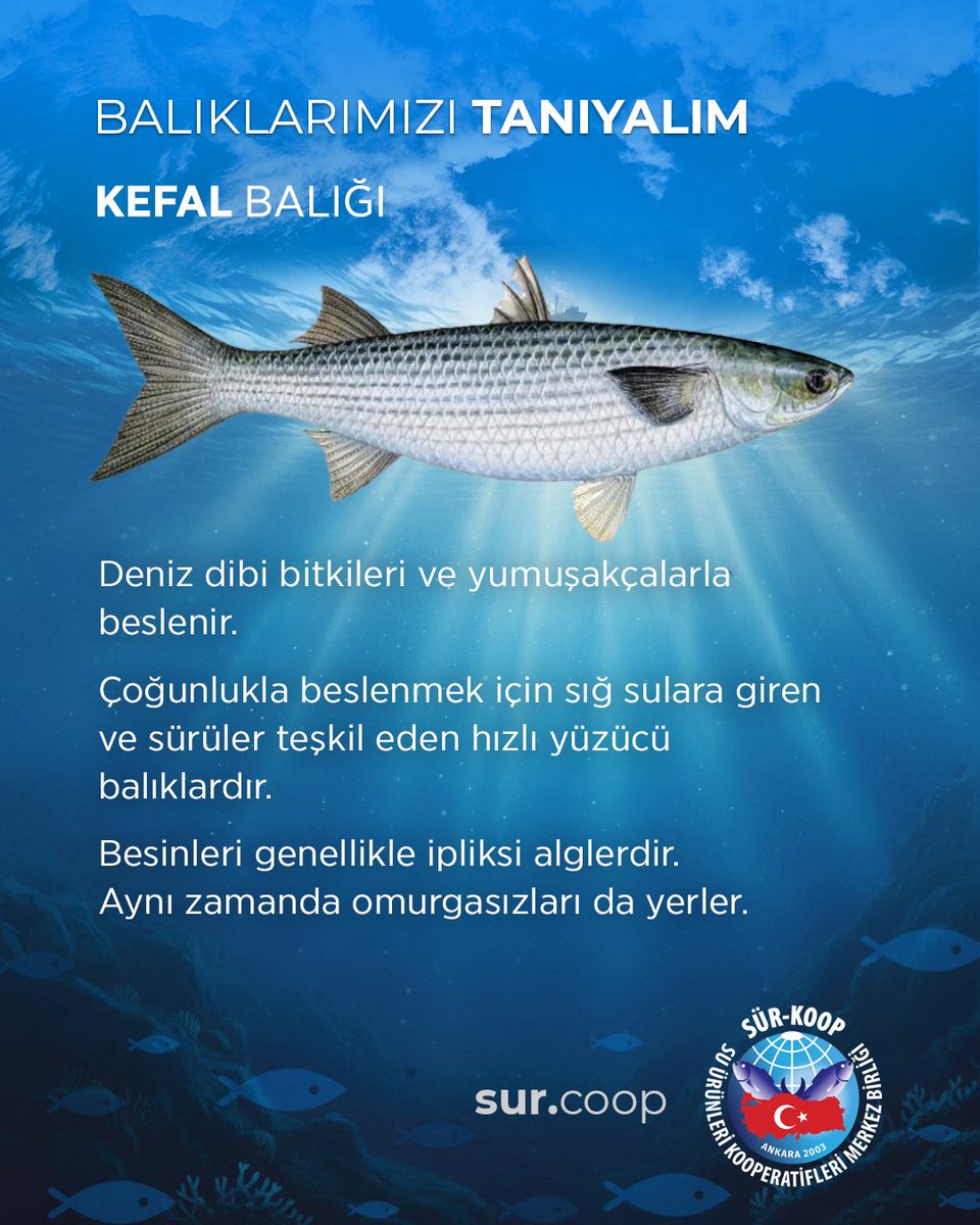 Balıkları tanıyalım🐟
Kefal Balığı
