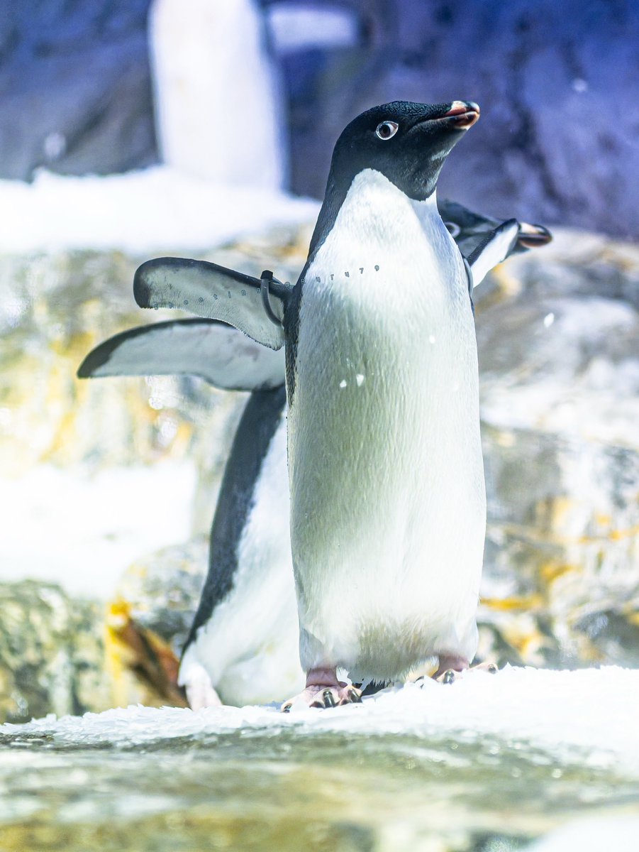 るるなっく (@ruru79) / Posts / X