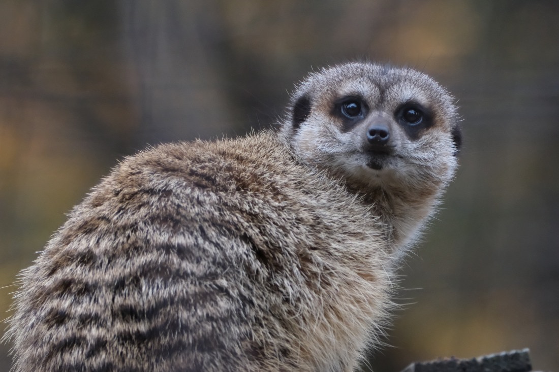 ミーアキャット