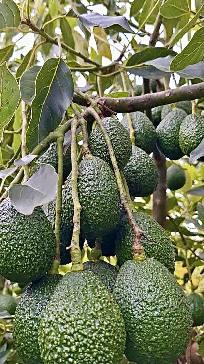 landbourainier's tweet image. The situation in Melmoth, in the uMlundi area of Zululand, provides a clear example. Some of the largest commercial avocado plantations in South Africa have been established there for decades, producing more than enough fruit for the domestic market and for export worldwide.…