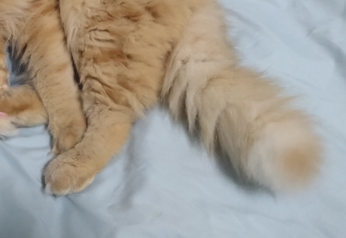 tyhrmrok6's tweet photo. 猫がいない生活が静か��ぎて耐えられず、新たにお猫をお迎えしました。
人間のエゴ100%でお迎えしたからには
精一杯幸せにします！！よろしくねラブリーパン生地くん！！🥐 https://t.co/tl4oDeRULT