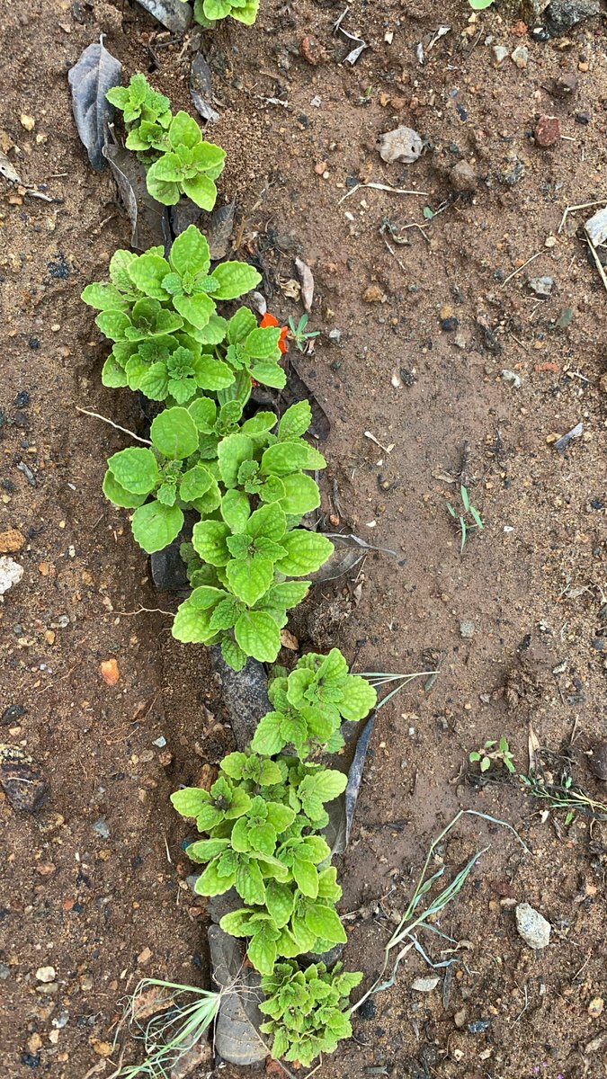 prasannasanthi's tweet image. Nice to hear . Your lovely  replies to my photos are motivating me to share infos . Thanks dear Mohan.