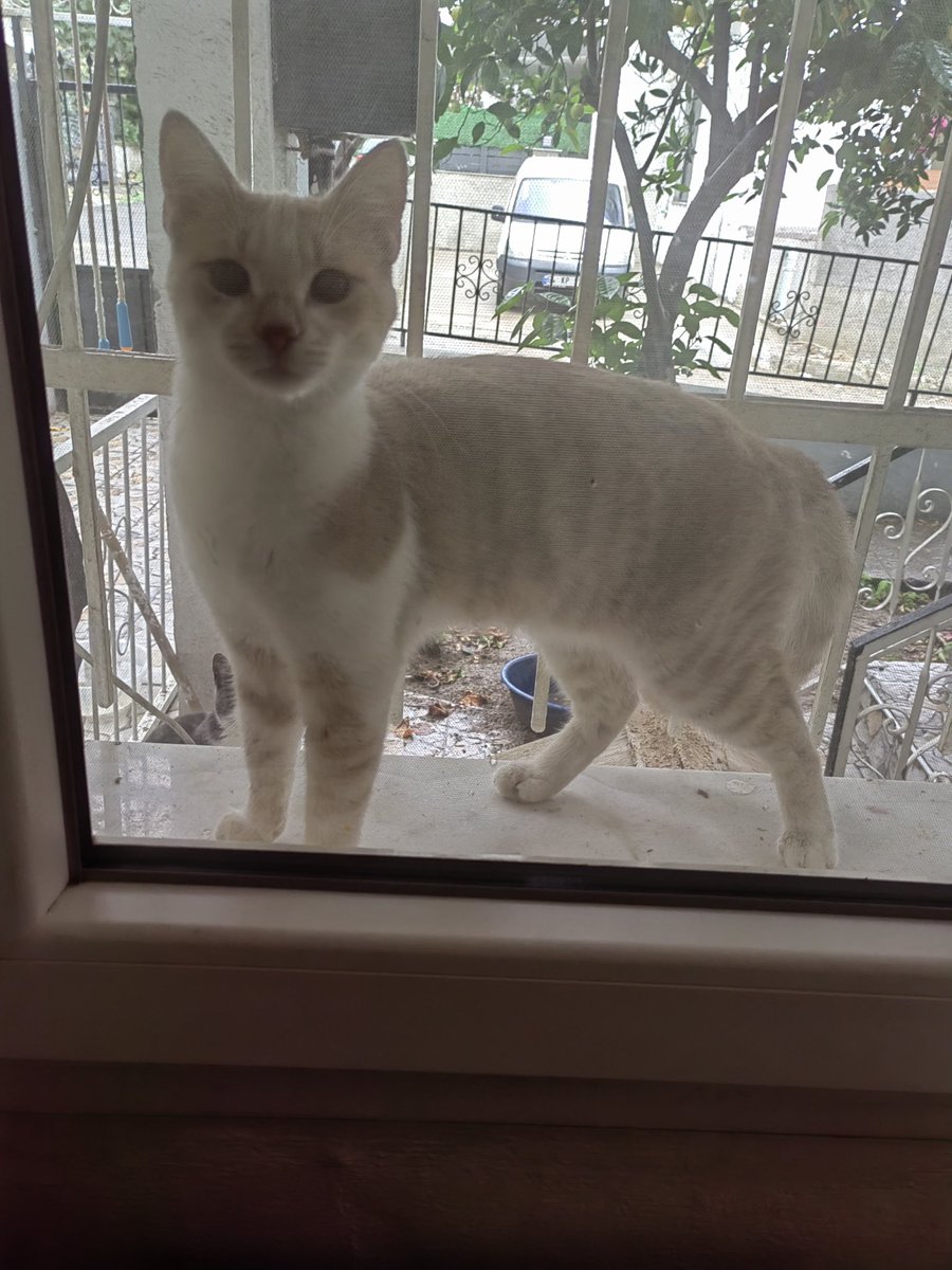 Bahçeye bkraktılar bir de mama vermeyin kilo alıyo demişler. Hayvan oyuncak görmemiş, bütün oyuncaklarla oynayıp çoğunu kopardı. İlk kez düzgün mama yiyor. 1 kediye sahip çıkamayanlar ne kadar besleyeceğime karar veriyor. Sahiplenirseniz kısırlaştırıp getiririm. Ev istiyor. İzmir