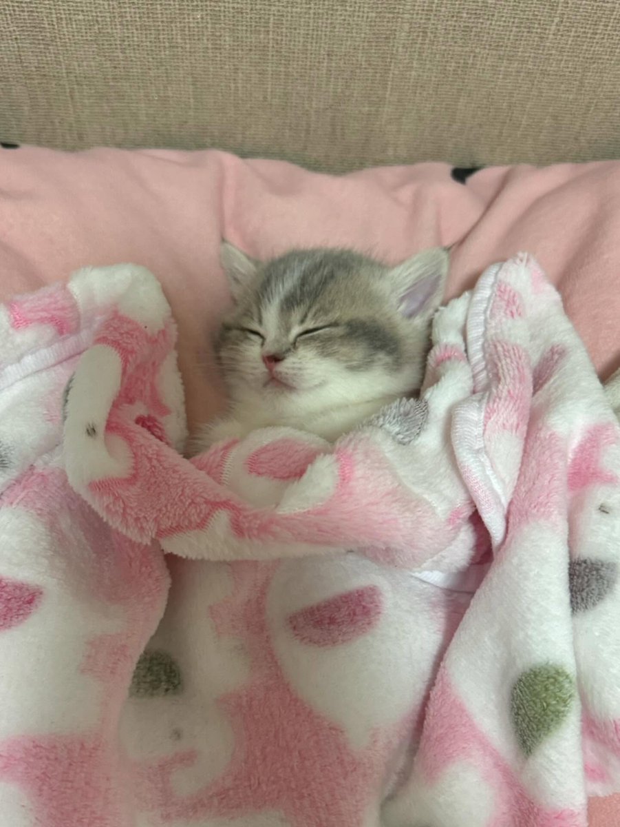 cutest cats tweet media