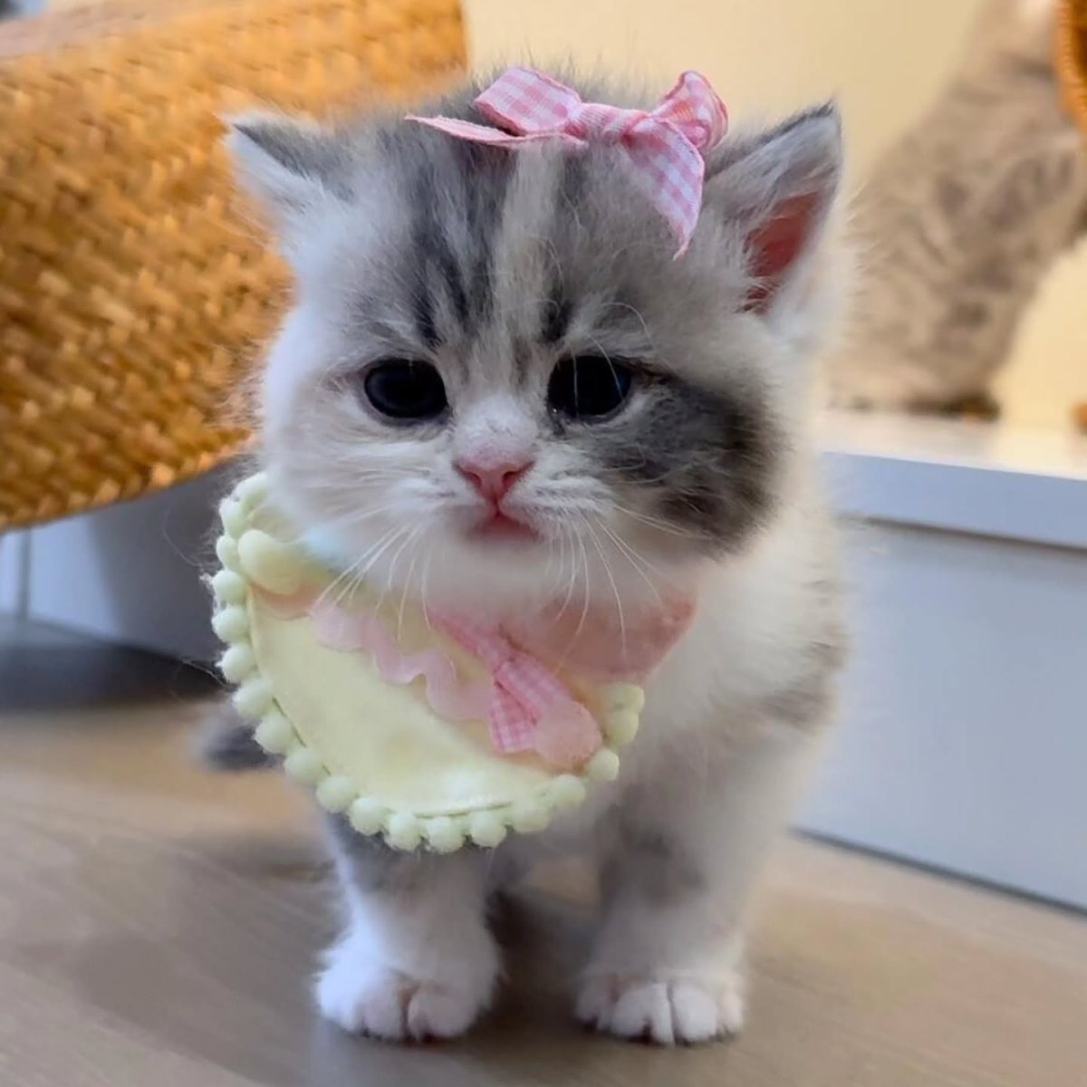 cutest cats (@cutestscats) on Twitter photo 