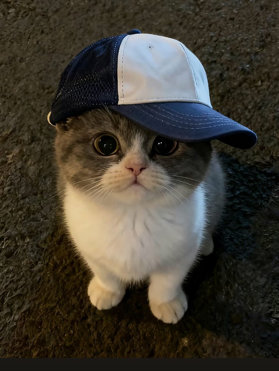 cutestscats's tweet photo. https://t.co/c8OzlMc8JH