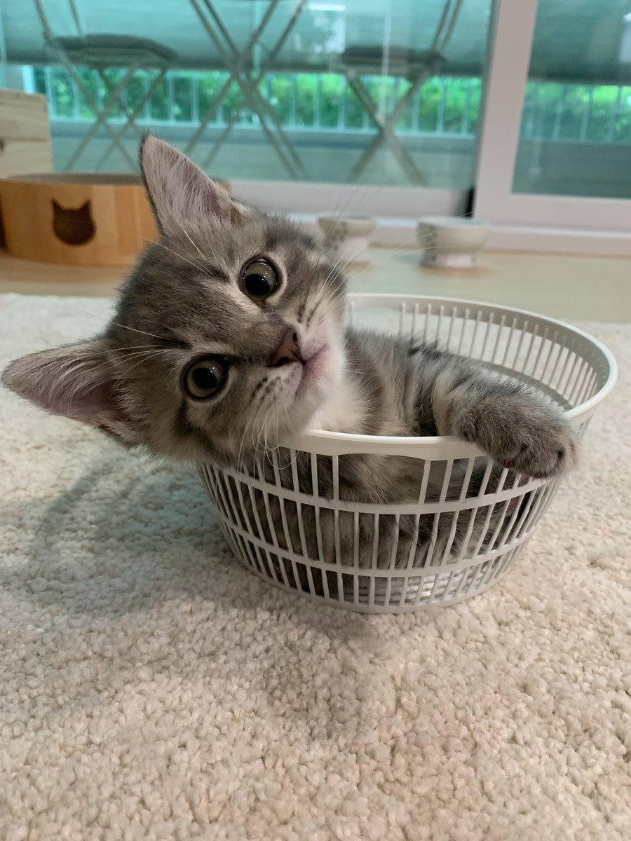 cutestscats's tweet photo. https://t.co/CgsE4PVZw8