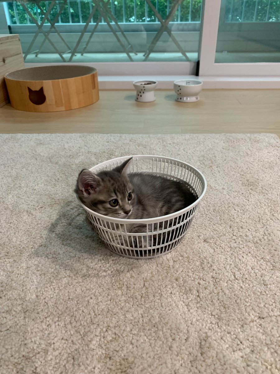cutestscats's tweet photo. https://t.co/M24Bh42T9V