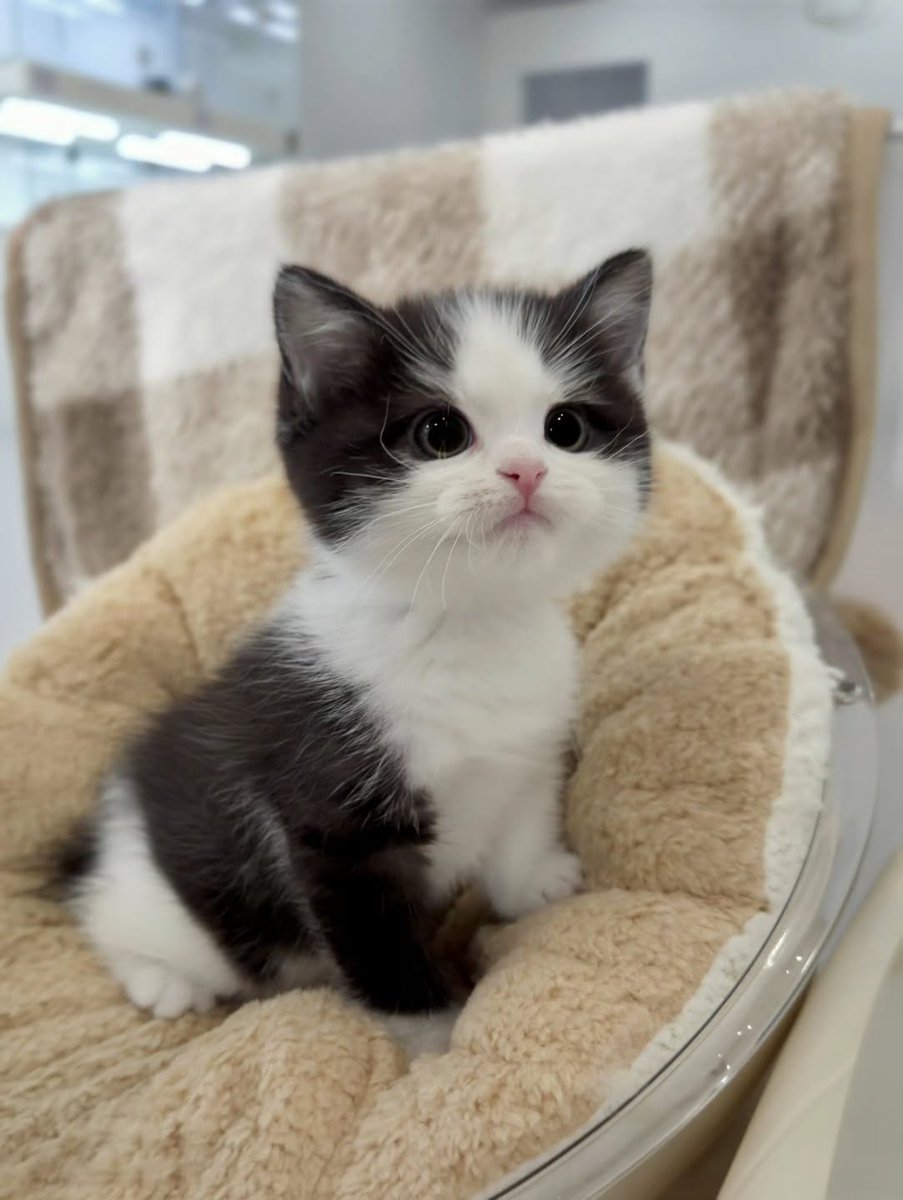 cutest cats tweet media