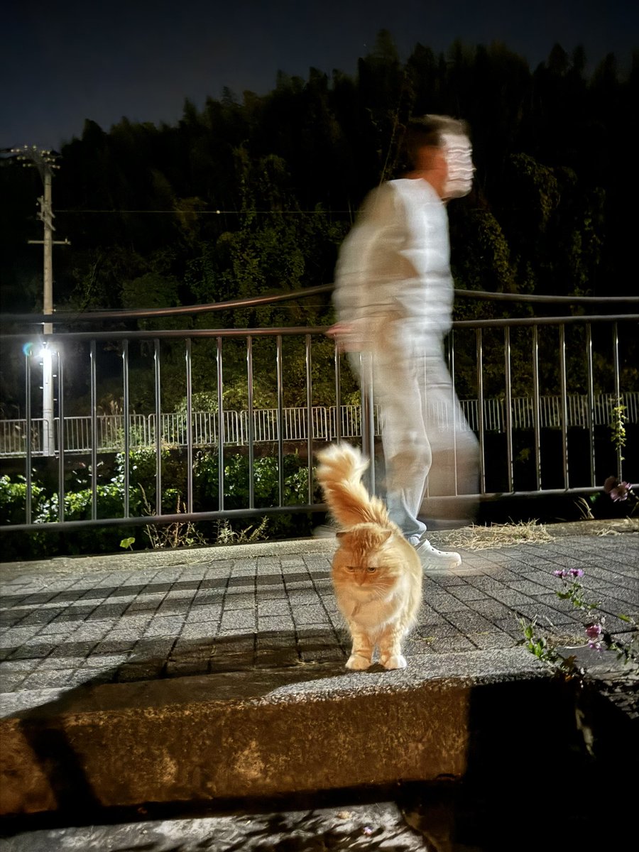 yukimuramoa's tweet image. 親父が猫と散歩してます