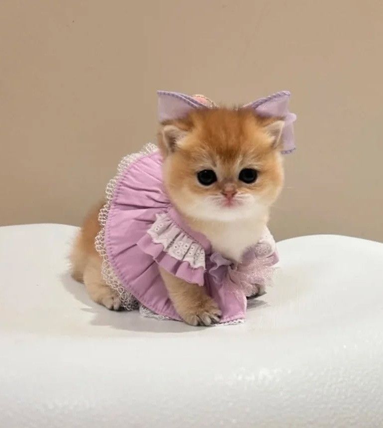 cutestscats's tweet image. 