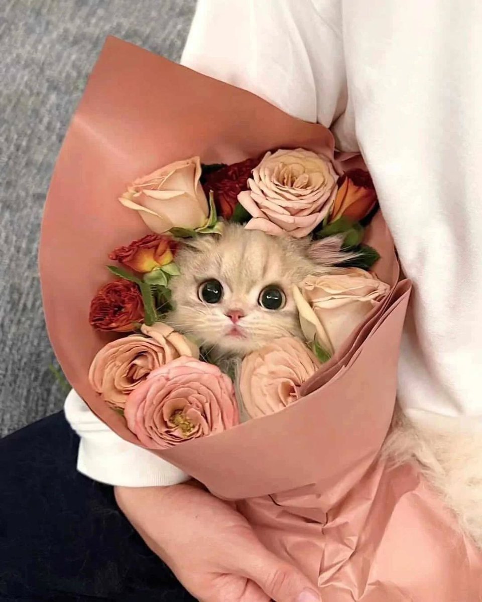 cutestscats's tweet image. 