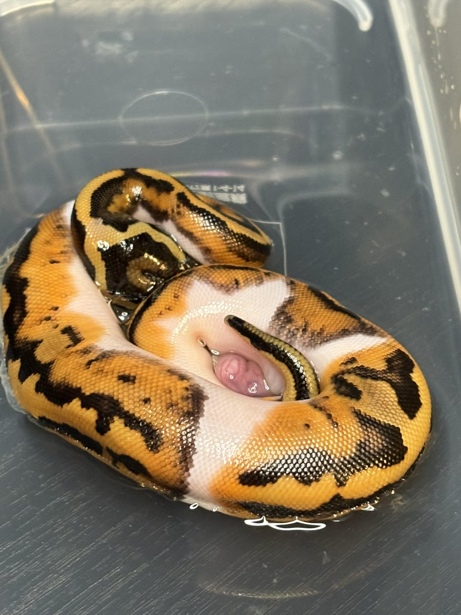 Dnasty0014Y3l's tweet image. #YBCB
#BallPython
#ボールパイソン