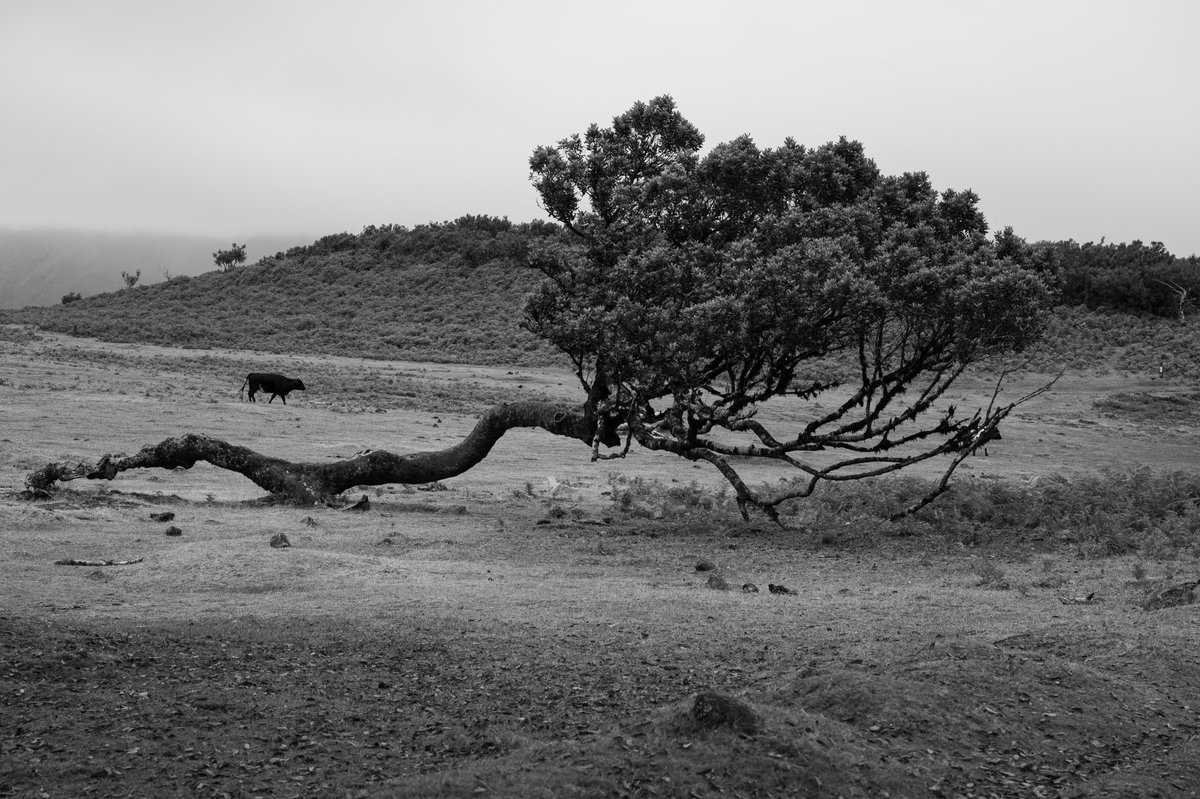 Picture I took in Madaira some years ago.

That tree is barely holding on to the soil but still has some life in it. Also really liked the cow in the background.