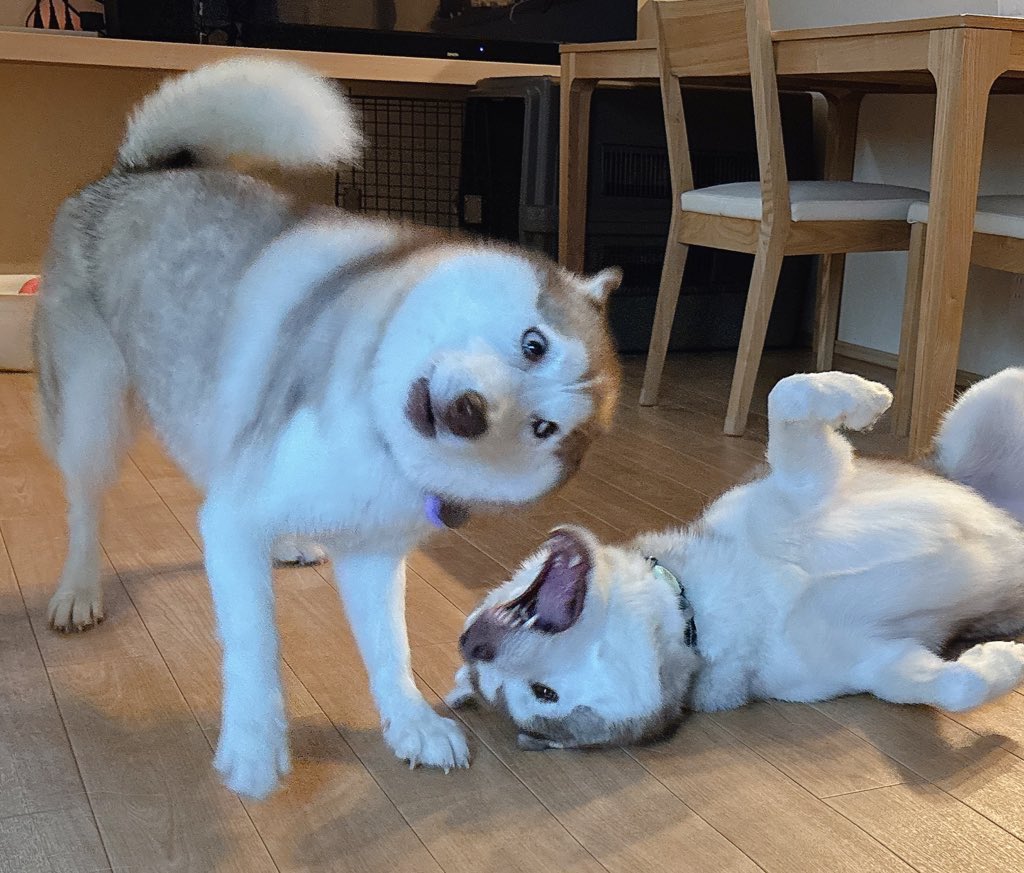 irislady_husky's tweet photo. ホントにオオカミのDNA入ってる？？？ https://t.co/MffwhE2ix4