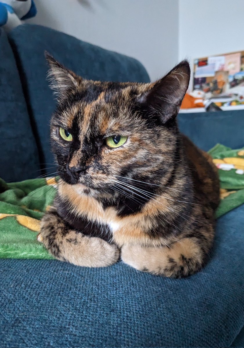 Такая-то деловая булка сложила лапки.