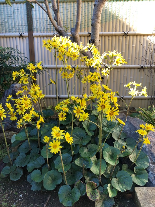 蘇芳ミツコ tweet media