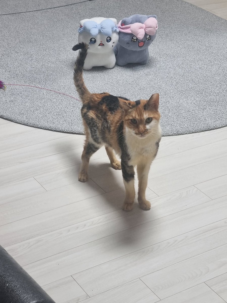 SogangCat's tweet photo. 💥홍삼이의 임보처를 여전히 구합니다💥

홍삼이는 여전히 구조자님의 댁에 머무르고 있습니다. 가족들과 함께 지내는 계류처는 주택 상황, 가족 구성원의 알러지 등으로 인해 더 무리하기가 어렵습니다. 건강과 무관하게 사람을 너무 좋아하고 활기 있게 살고 있는 홍삼이에게 (타래) https://t.co/C3ZBTuf2W3