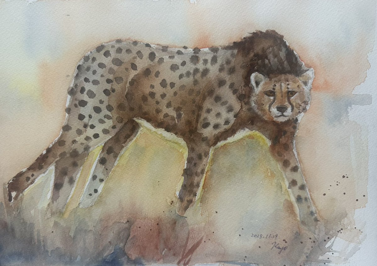 kayo_paintings's tweet photo. 草原のチーター🐆 #watercolorpainting #cheetha #水彩画 #水彩画好きと繋がりたい #チーターの絵 https://t.co/itX0BVHsUl