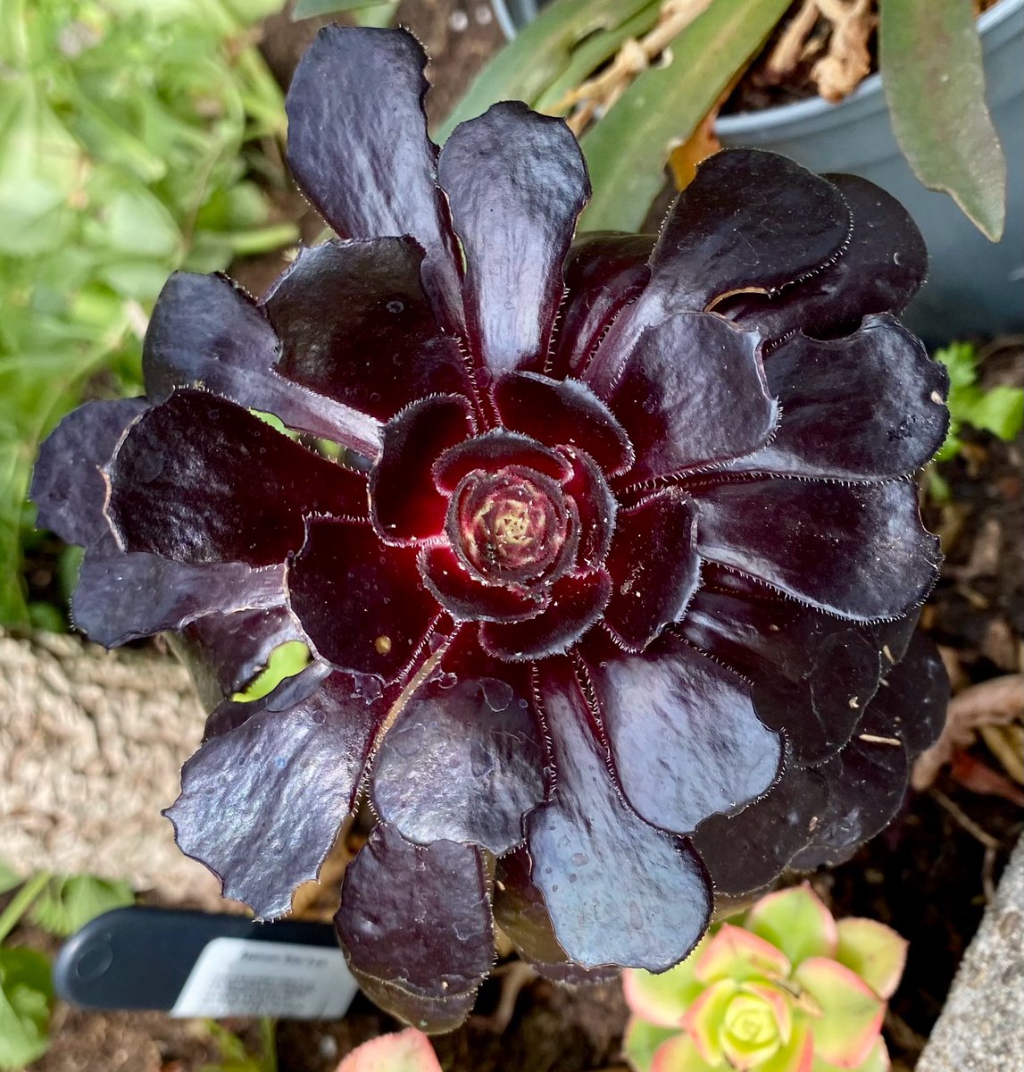 oldgreyheron's tweet image. #AlphabetChallenge #weekVforVowels @sheenz_m_ 
Aeonium