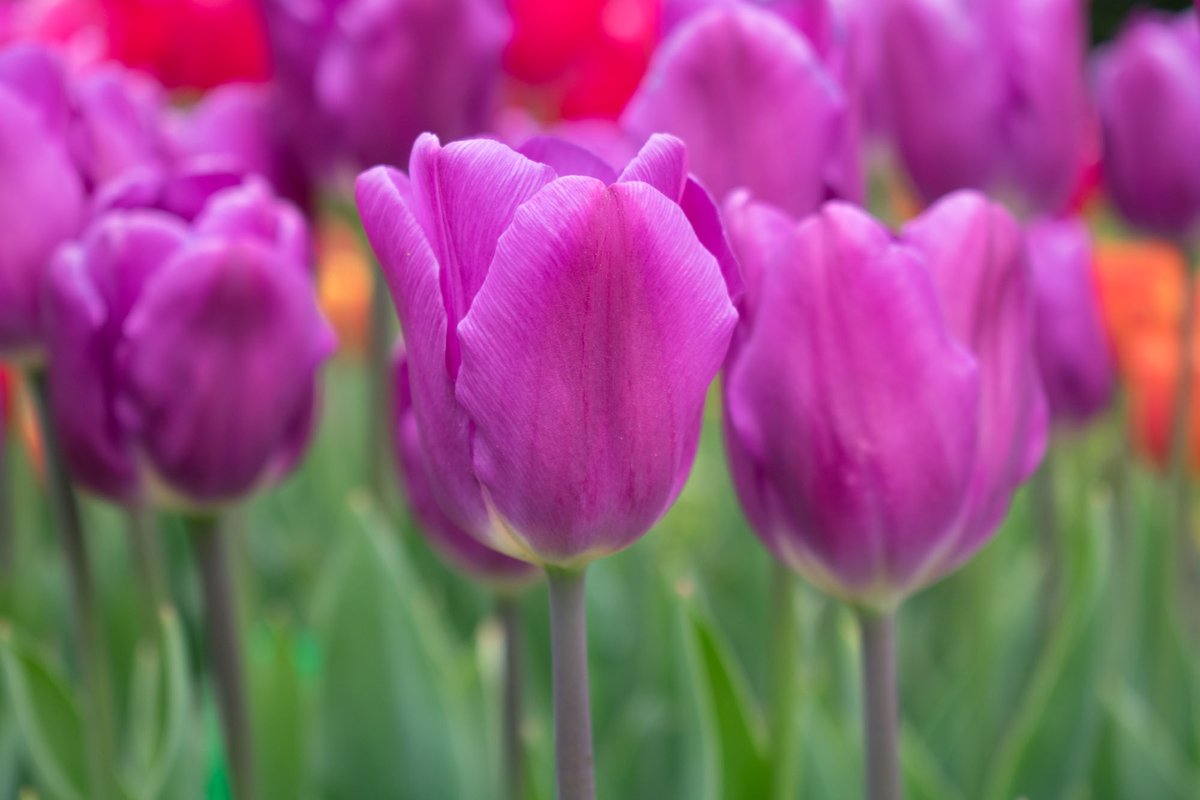 he looks like a tulip xD 🌷