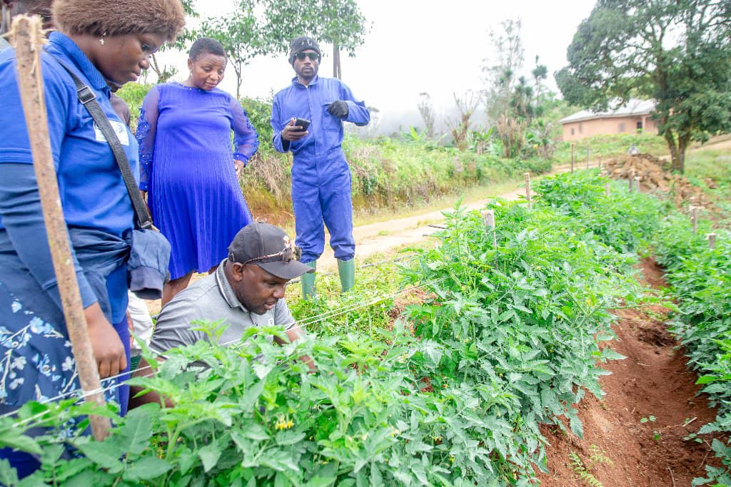 PNUDCameroun's tweet photo. In Alou, #SWRegion, Valentineโs potato farm is thriving like never before! With targeted training, improved seedlings, fertilizers, and hands-on guidance from UNDP & the Gov't of Cameroon through #PPRD-NWSW, heโs on track for a bumper harvest.
Beyond boosting his income, Valentineโs success is inspiring neighboring farmers to adopt modern farming techniques and transform the local community.