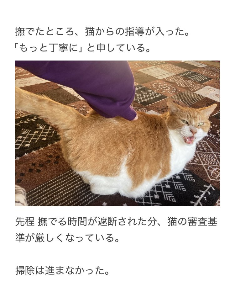 にゃー(飼い猫) (@Fl7m5NyhLHBzLcv) / Posts / X