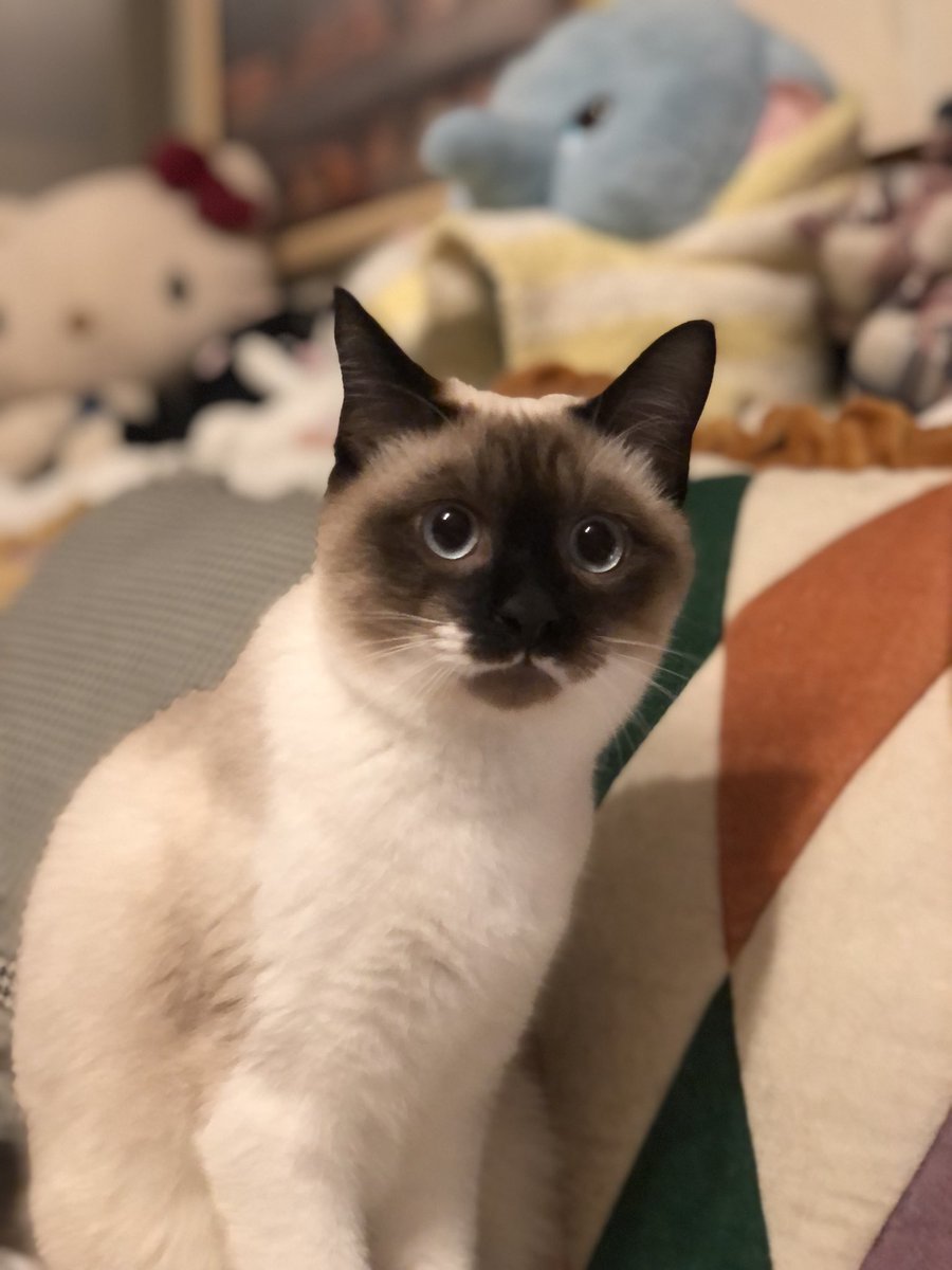 hanamaru428's tweet photo. たまには我が家の猫たちも🐈🐈‍⬛ https://t.co/yxBokPDVip