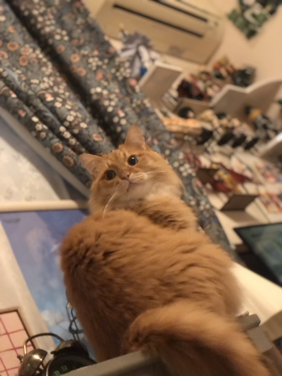 hanamaru428's tweet photo. たまには我が家の猫たちも🐈🐈‍⬛ https://t.co/yxBokPDVip