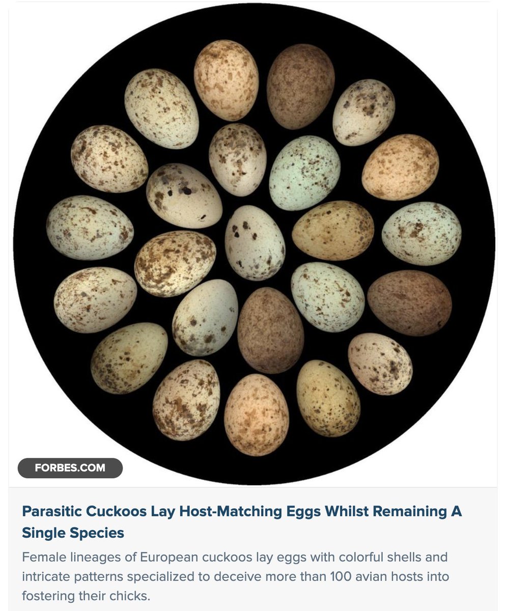 GrrlScientist's tweet image. How Parasitic Cuckoos Lay Host-Matching Eggs Yet Remain A Single Species

#SciComm by @GrrlScientist 

#Evolution #ornithology #birds #ecology #genomics forbes.com/sites/grrlscie…