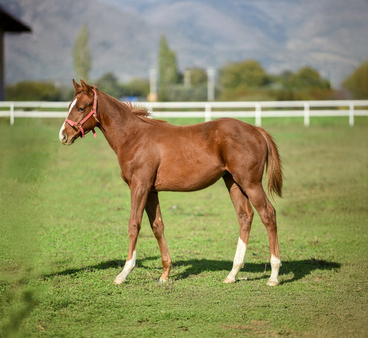 Go Hero - September Wind by Showcasing
2025 Erkek Tayı

Foto: 25.10.2025