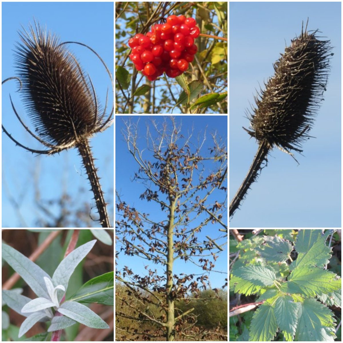 SunflowerSusi🦋🌻 tweet media