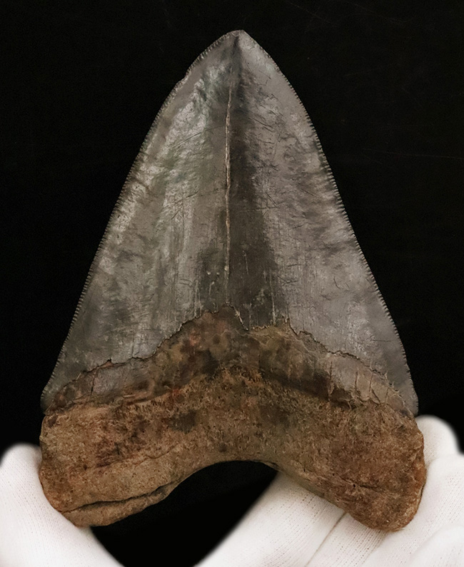 輪郭の美しさ、精緻な保存状態、渋い光沢をまとったエナメル質、圧倒的