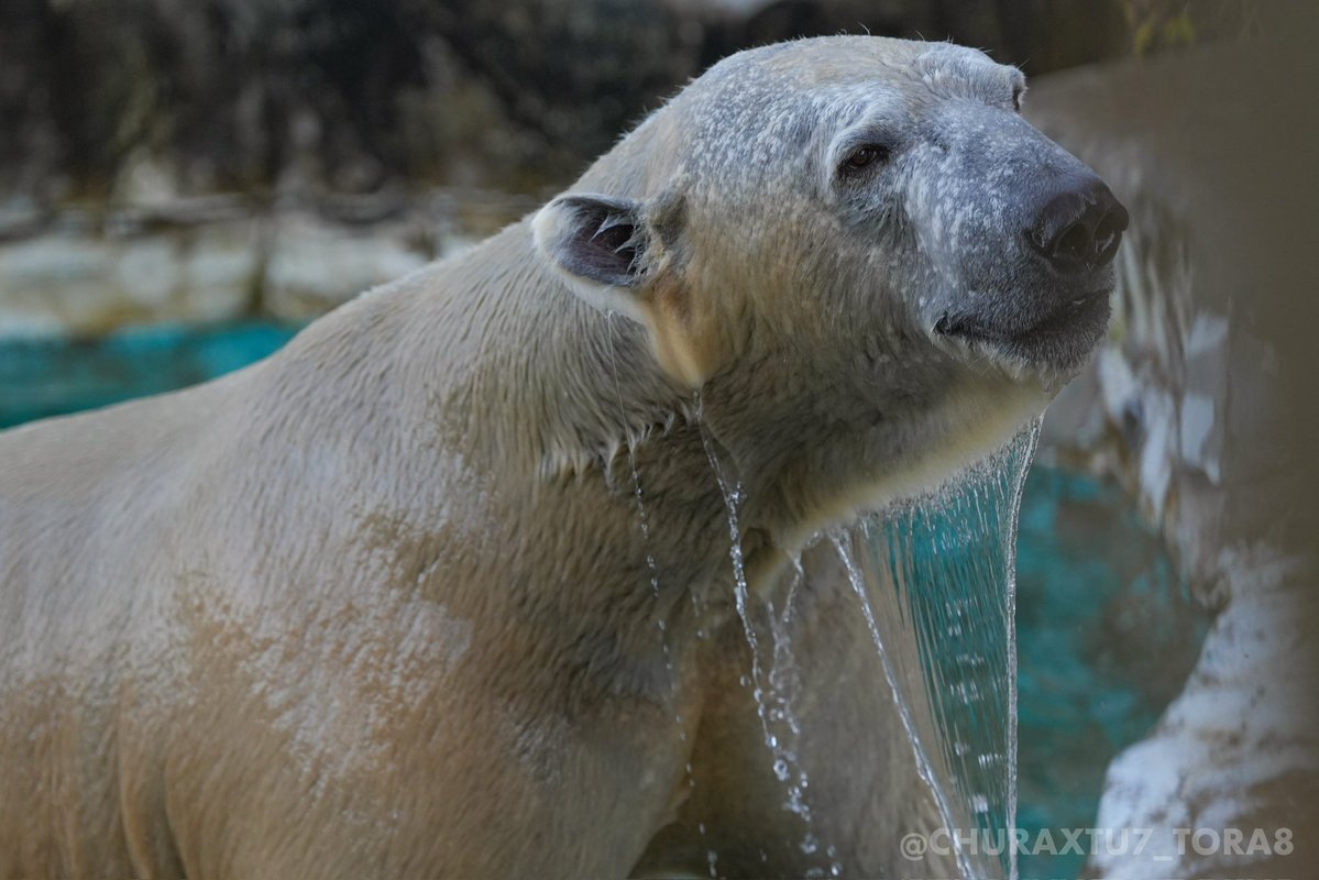 CHURAXTU7_TORA8's tweet image. プール上がりのフブキくん🐻‍❄️
寒くなってきましたが、気持ち良さそう🏊
さすがはホッキョクグマですね！🧊
#東山動植物園　#ホッキョクグマ
📷2025年11月