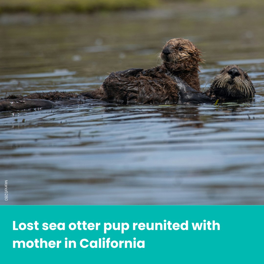 Marine Conservation Society tweet media