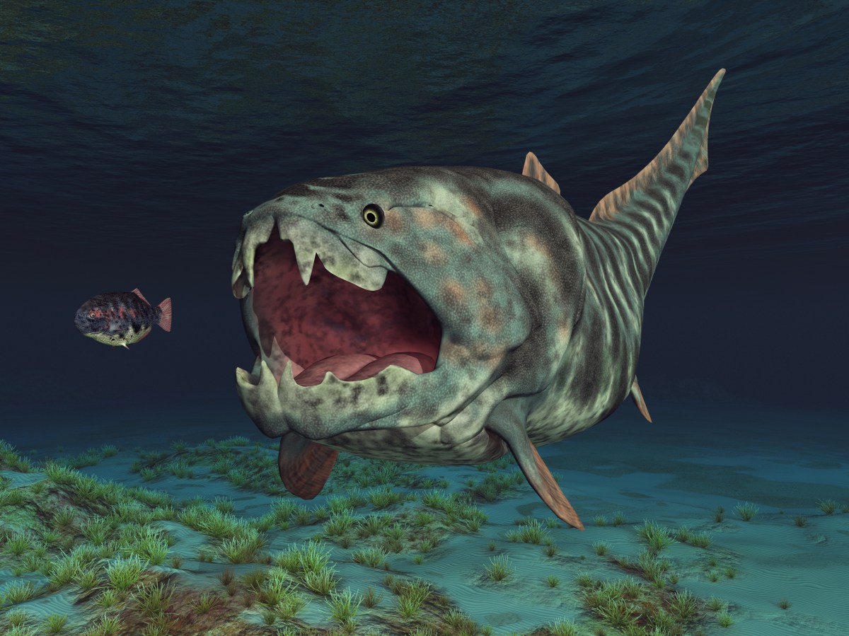 EarthArchivesHQ's tweet image. The iconic, armored, 14-foot-long Dunkleosteus was something of an &quot;evolutionary oddball,” a new study has revealed.

newsweek.com/fossils-paleon…

#fossils #paleontology