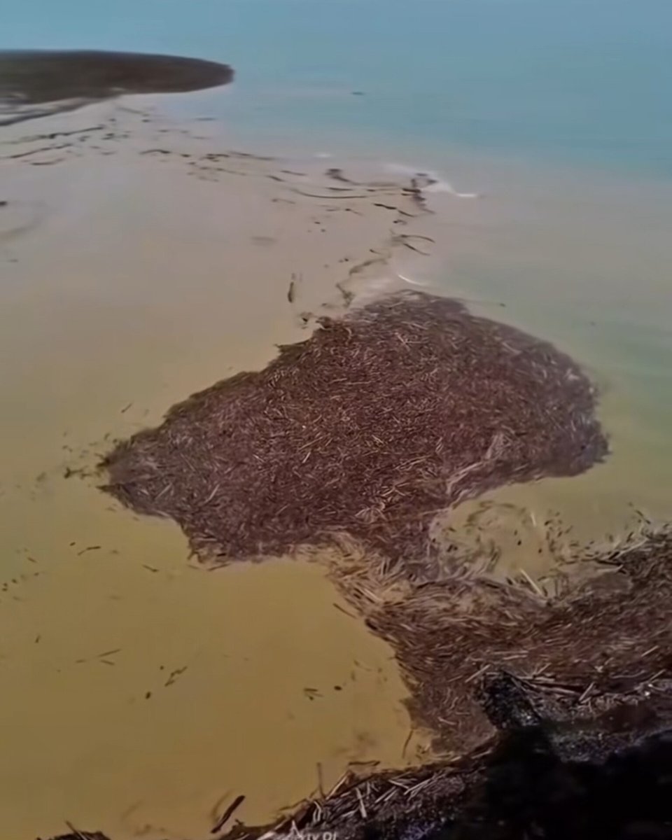IndoPopBase's tweet image. A look at the “wooden sea” filled with logs allegedly carried from illegal logging sites in the aftermath of the Sumatra floods.