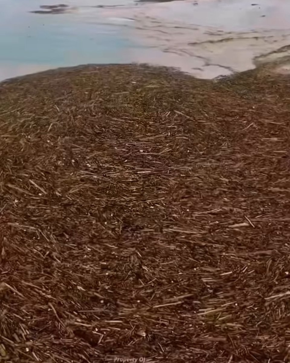 IndoPopBase's tweet image. A look at the “wooden sea” filled with logs allegedly carried from illegal logging sites in the aftermath of the Sumatra floods.